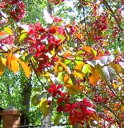 фото бордовий Квітка Яблуня