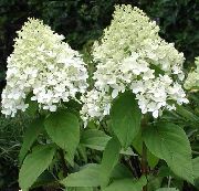 ホワイト 穂アジサイ、木のアジサイ 庭の花 フォト