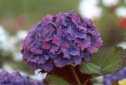 purpurs Kopējā Hortenzijas, Bigleaf Hortenzijas, Franču Hortenzijas Dārza Ziedi foto