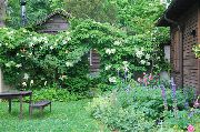 фото Гортензия черешковая  садовые декоративные кустарники и деревья