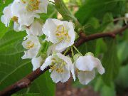 fénykép fehér Virág Kolomikta Szőlő, Kivi Szőlő, Sarkvidéki Szépség Kiwi