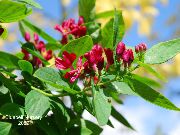 czerwony Tatarian Wiciokrzew Kwiaty ogrodowe zdjęcie
