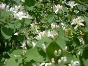 λευκό Tatarian Αγιόκλημα λουλούδια στον κήπο φωτογραφία