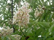 photo white Flower Horse Chestnut, Conker Tree