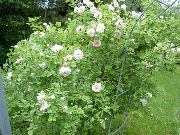 bilde rosa Blomst Rosa