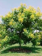 žuti Zlatna Kiša Stabla, Panicled Goldenraintree Vrt Cvijeće foto