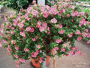 фото рожевий Квітка Анізодонтея Капская