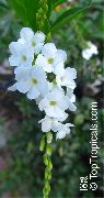 фото білий Квітка Дуранте