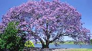 照片 紫丁香 花 