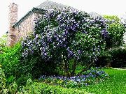lilac Texas Mountain Laurel, Mescal Bean Garden Flowers photo