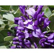 фіолетовий  Садові Квіти фото