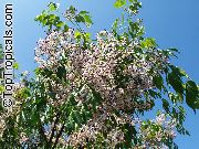 photo lilac Flower Chinaberry Tree, Indian Lilac, Pride of India, White Cedar