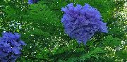 azul claro  Flores del Jardín foto