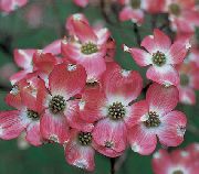 粉红色  园林花卉 照片