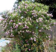 ვარდისფერი  ბაღის ყვავილები ფოტო