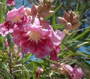 фото рожевий Квітка 