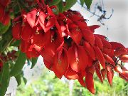 фото Эритрина петушиный гребень (Коралловое дерево) садовые декоративные кустарники и деревья