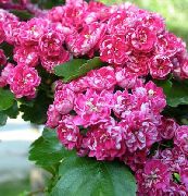 rosa Midland Hagtorn Trädgård blommor foto