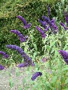 снимка тъмно синьо Цвете Пеперуда Буш, Лятна Люляк