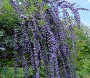 šviesiai mėlynas Drugelis Krūmas, Vasaros Alyvinė Sodo Gėlės nuotrauka