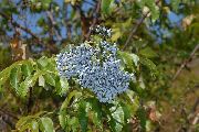 φωτογραφία γαλάζιο λουλούδι Σαμπούκο, Κόκκινο-Εγκύων Γέροντας