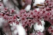 fotografie roz Floare Vișine, Cireșe Plăcintă