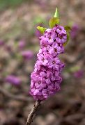 紫丁香 石南属 园林花卉 照片