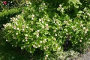 foto hvid Blomst Buttonbush, Honning Klokker, Honeyball, Knap Pil