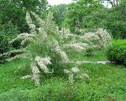 照片 白 花 红柳，athel树，盐雪松