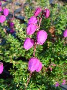 粉红色 爱尔兰健康，圣。 Dabeoc的健康 园林花卉 照片