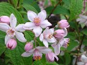 ფოტო ვარდისფერი ყვავილების Deutzia