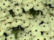 λευκό Kousa Κρανιά, Κινέζικα Κρανιά, Ιαπωνική Κρανιά λουλούδια στον κήπο φωτογραφία