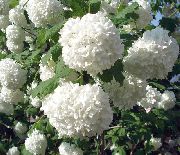bilde hvit Blomst European Tranebær Viburnum, Europeiske Snøball Bush, Guelder Rose