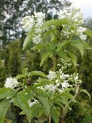 bilde hvit Blomst American Bladdernut