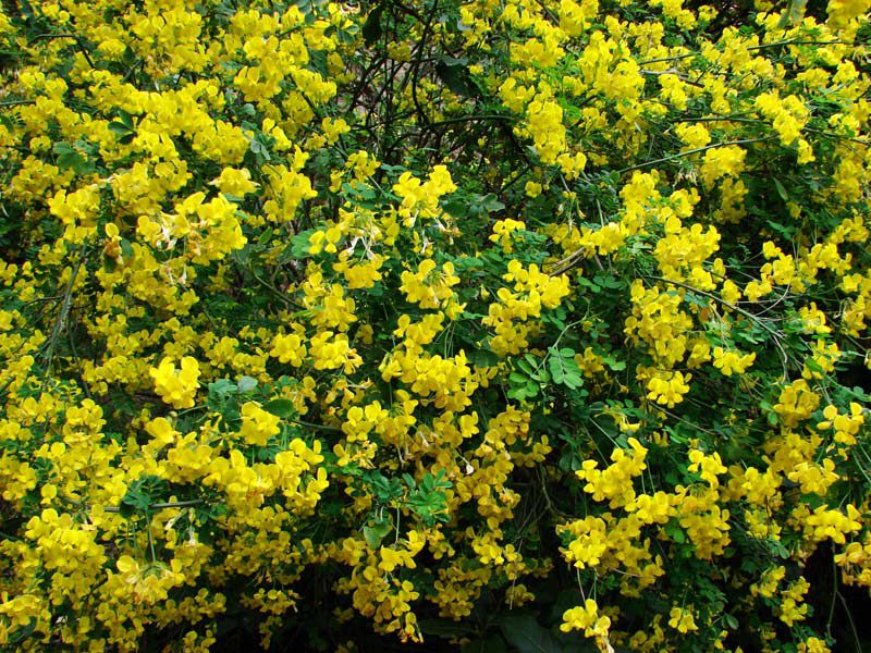 Кустарник с мелкими желтыми цветочками фото и название