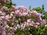 ვარდისფერი სილამაზის ბუში ბაღის ყვავილები ფოტო