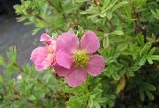 ვარდისფერი Cinquefoil, Shrubby Cinquefoil ბაღის ყვავილები ფოტო