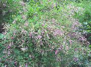 fotografie roz Floare Arbust Bush Trifoi