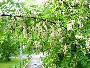 foto balts Zieds Viltus Acaciaia