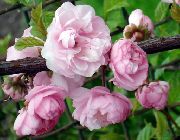 rosa Dubbel Blommande Körsbärsträd, Blommande Mandel  foto
