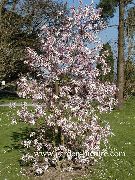 różowy Magnolia Kwiaty ogrodowe zdjęcie