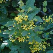 ფოტო ყვითელი ყვავილების Oregon ყურძნის, Oregon ყურძნის სიწმინდე, სიწმინდე ფართოფოთლოვანი კოწახური