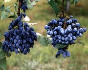 foto tumši zils Zieds Oregon Vīnogu, Oregon Vīnogu Holly, Holly Endīvijas Bārbele