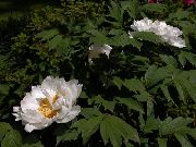 ფოტო თეთრი ყვავილების ხე პეონი