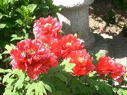 rouge Pivoine D'arbres Fleurs Jardin photo