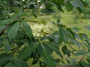 ფოტო მწვანე ყვავილების Hop ხე, მყრალი ნაცარი, ვაფლის ნაცარი