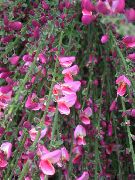 photo pink Flower Broom