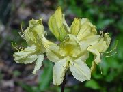 κίτρινος Αζαλέες, Pinxterbloom λουλούδια στον κήπο φωτογραφία