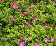 ピンク ビーチバラ 庭の花 フォト