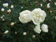 balts Roze Dārza Ziedi foto